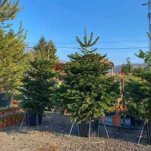 Normandská jedľa (Abies Nordmanniana) - výška: 160-190 cm, kont. C35L